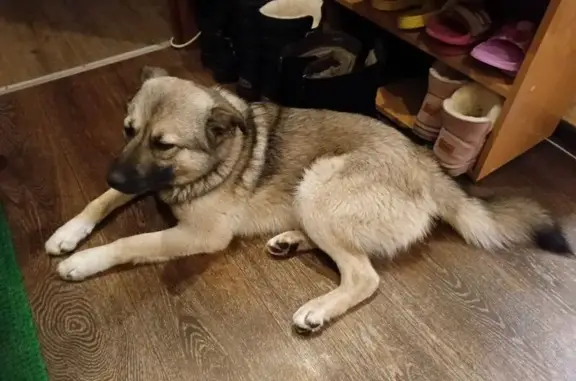 Найдена собака, Красноярск, фото: Собака найдена у цирка, Парусная ул.