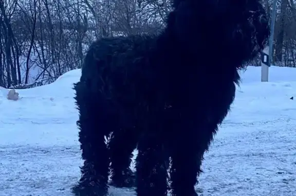 Найденные животные Дружино, фото: Русский черный терьер найден: Придорожная 20