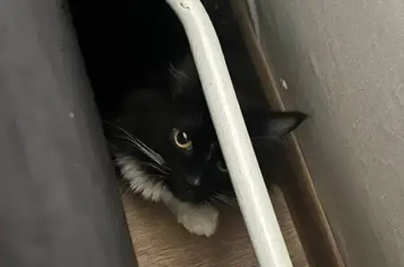 Найдена кошка, Мурино, фото: Кошка найдена, Петровский б-р, 12 к2