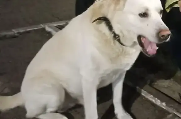 Пропал светлый пёс на Новопромышленной, Тольятти