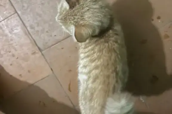 Найдена кошка, Борисоглебск, фото: Котенок ищет дом, Борисоглебск 43