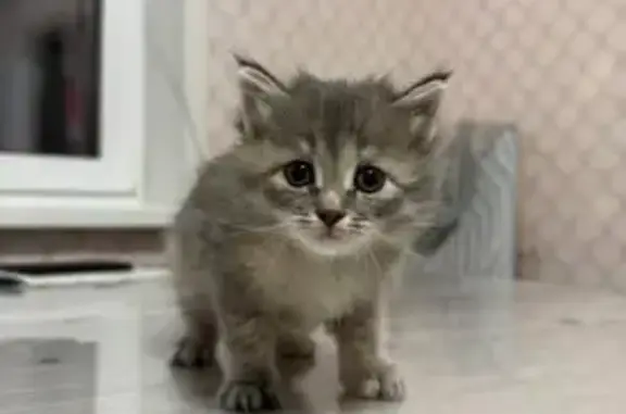 Котенок ищет дом, Пролетарская...