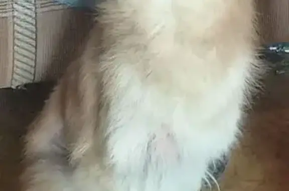 Пропала собака, Красноармейская 84А