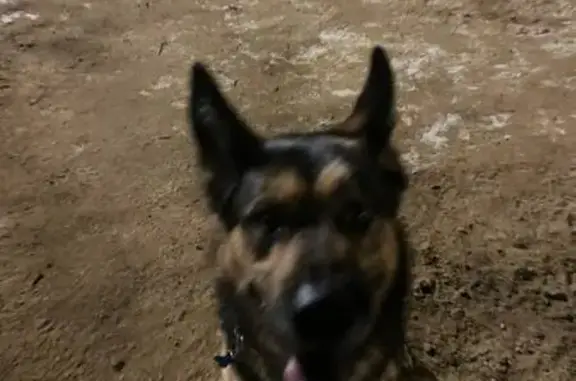 Найдена собака, Москва, фото: Собака найдена: Псковская ул. 7 к1, Москва