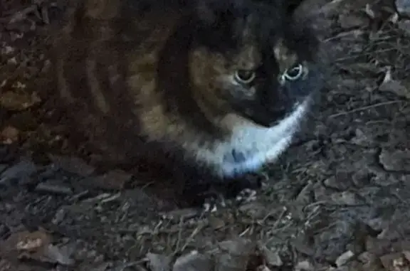 Кошка под машиной, ул. Глазков...