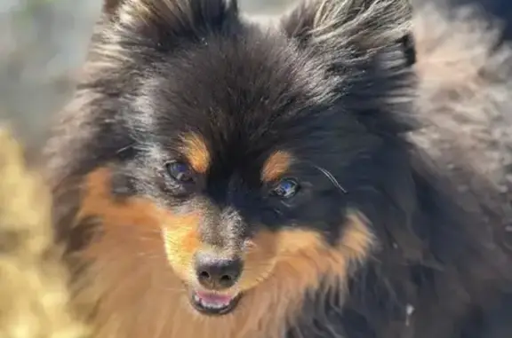 Пропала собака, Полевая ул. 1, Осеченки