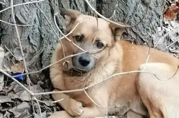 Найдена рыжая собака, Дубовска...
