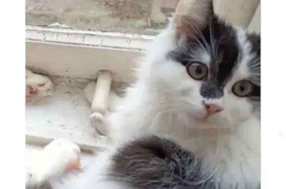 Кошки потеряшки, Калининград, фото: Потеряшка кошка, ул. Чайковского 29