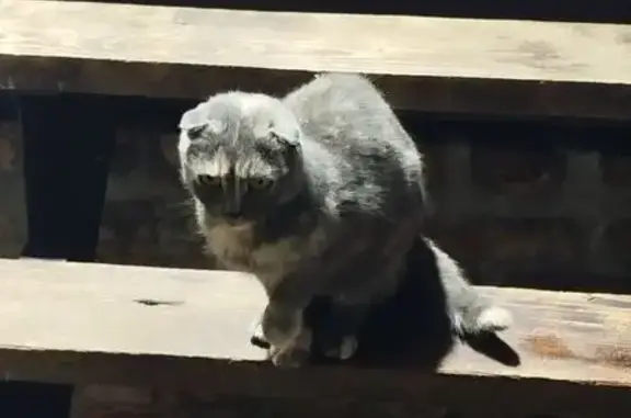 Найдена кошка, Петропавловская...