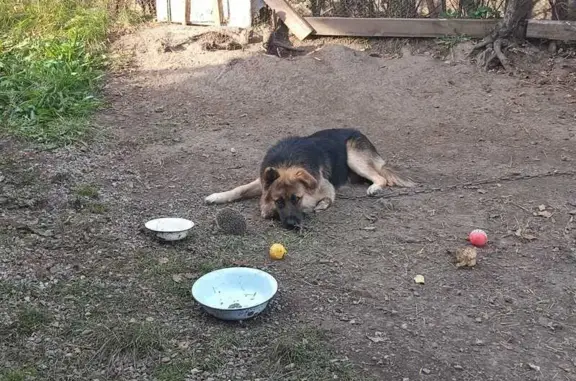 Пропала собака в Иглино, Башкортостан