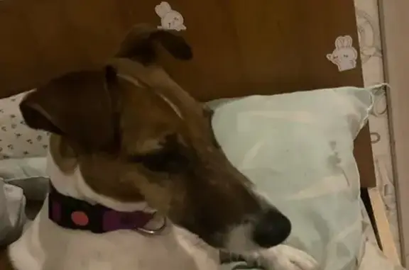 Собака найдена: Пионерская 47,...