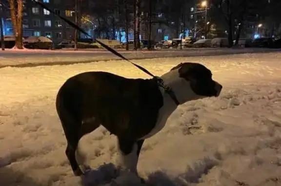 Найдена собака, Санкт-Петербург, фото: Найдена собака, пр. Энгельса 121 к1, СПб
