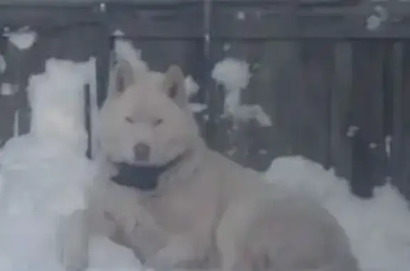 Собаки потеряшки, Пермь, фото: Потеряшка собака, 2-я Сорокинская, 54, Пермь