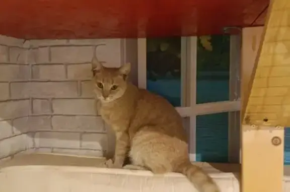 Кошка найдена: ул. П. Морозова...