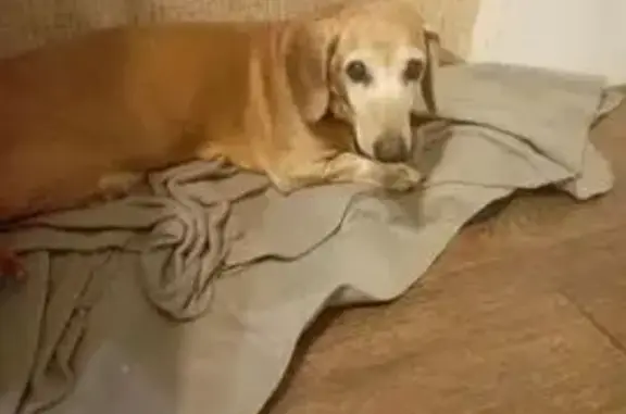 Пропала собака, Орёл, ул. Горького, 58