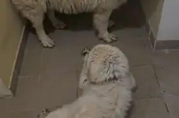 Найдена собака, Малые Вязёмы, фото: Собаки найдены в Малых Вязёмах, МО