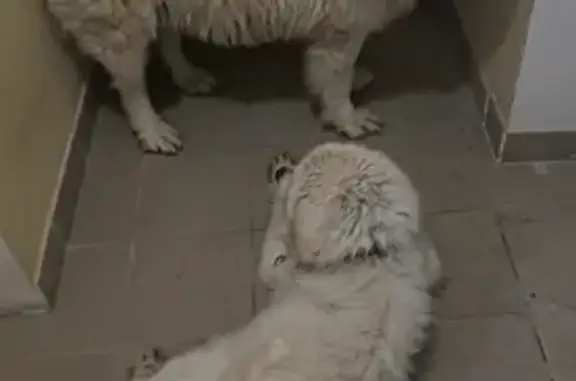 Найдена собака, Одинцовский, фото: Собачки найдены в ЖК Высокие Жаворонки