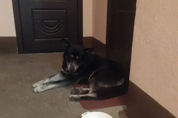 Найдена собака, Колпино, фото: Собака найдена: Тверская ул., 39, Колпино