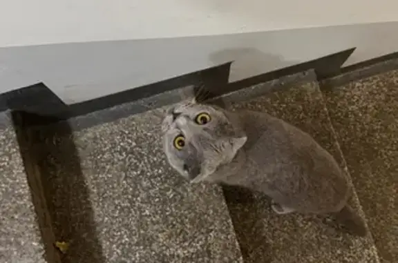 Найдена кошка, Москва, фото: Кошка найдена: Красноармейская ул., 8 к1