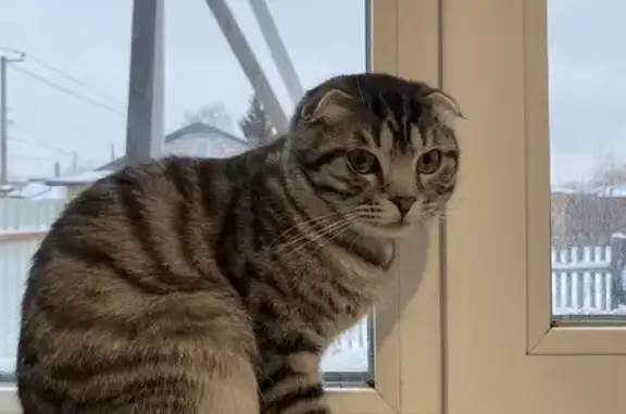 Потерянные животные Рыбное, фото: Пропал кот Василий, Молодёжная 4, Рыбное