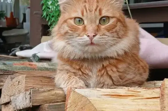 Пропал рыжий кот, МО, зелёный ошейник