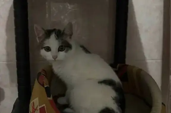 Пропала кошка, ул. Димитрова, Воронеж