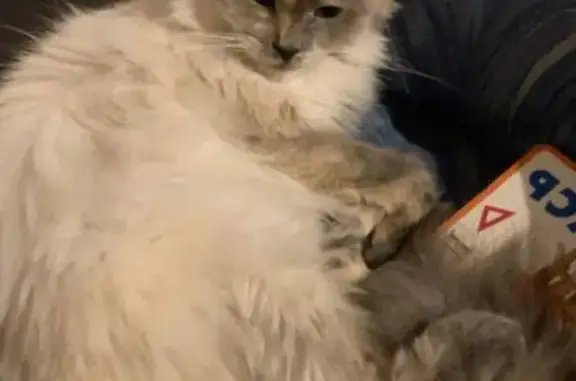 Пропала кошка, Советская 56/2, Псков