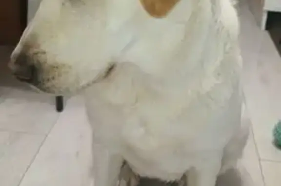 Найден лабрадор, Семигорская у...