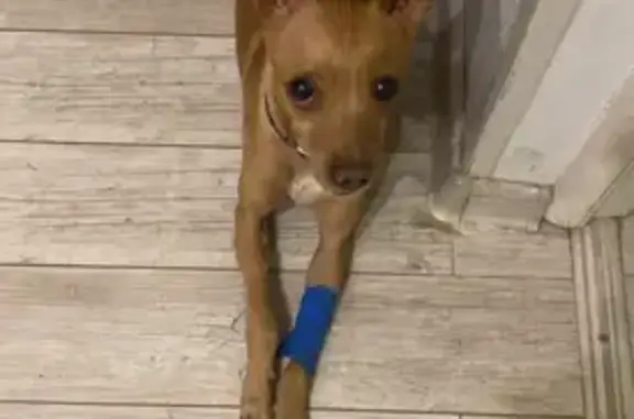 Собаки потеряшки, Краснодар, фото: Потеряшка собака, ул. Трудовой Славы, 12