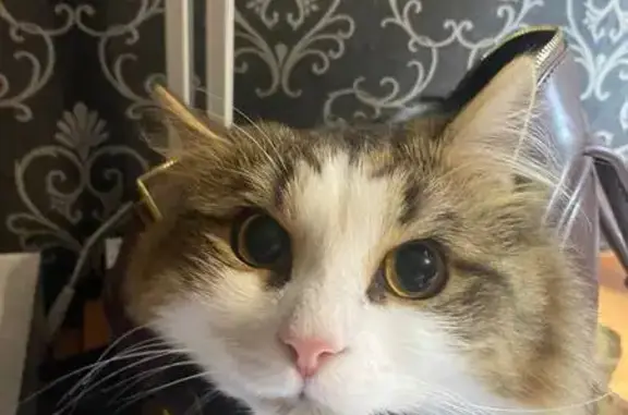 Пропала кошка, Левитана 3А, Киров