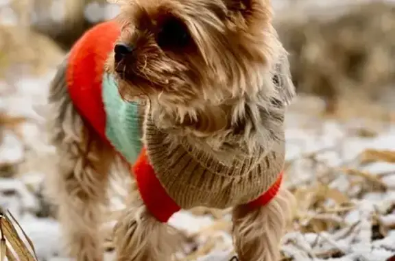 Пропала собака, 46К-1112, МО