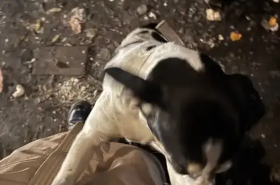 Собака найдена на Козлова, 62/...