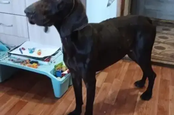 Найдена собака, Ростовское шос...