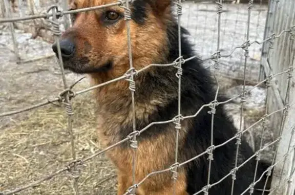 Пропала собака, ул. Красовского, 44