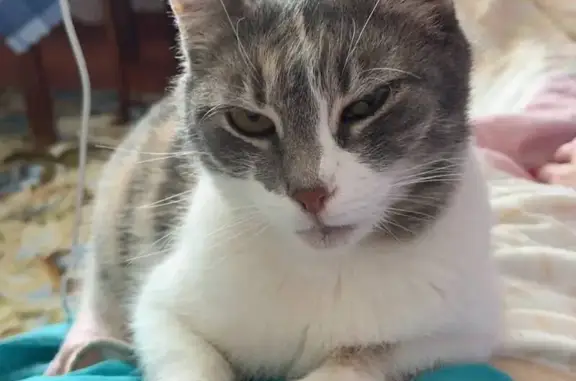 Пропала кошка, Парковая ул., 9А, Молочное