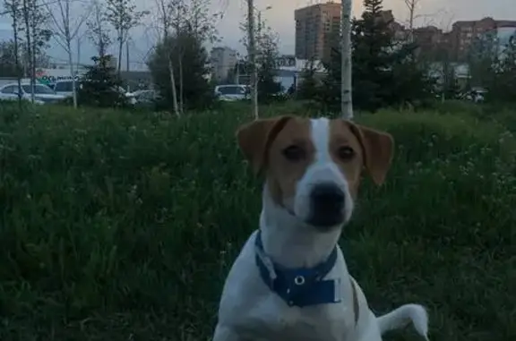 Пропала собака, ул. Варфоломеева 281