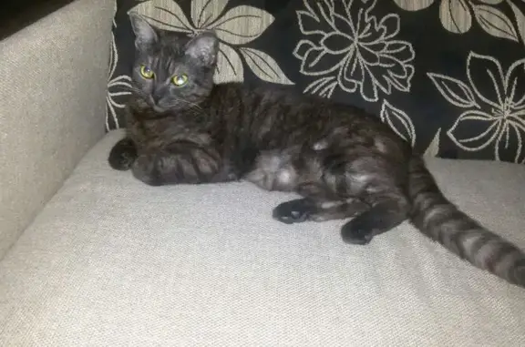 Пропала кошка, Мишкольцская ул., Вологда