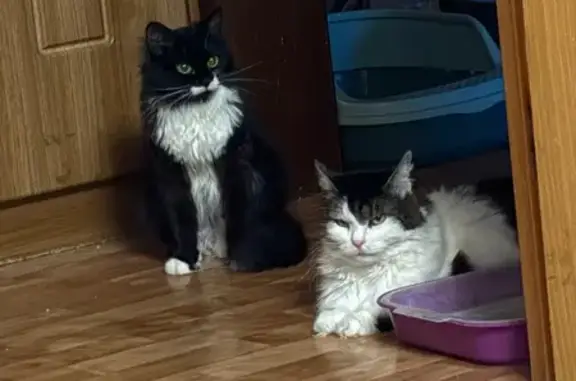 Пропала кошка Носик, Москва, ул. 3