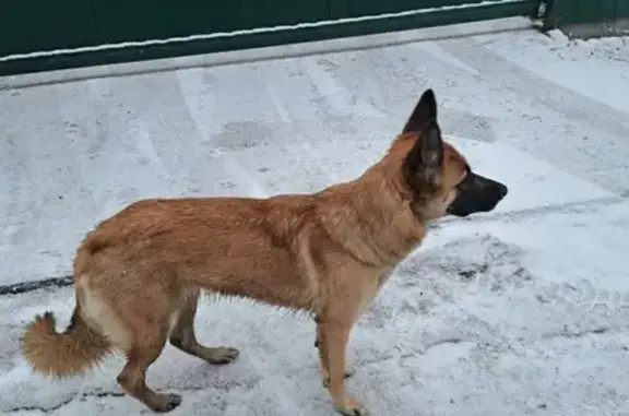 Собака найдена, Москва, Яковле...