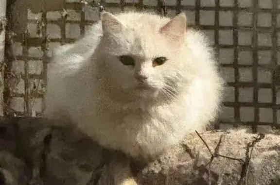 Кошка найдена, Красноармейский...