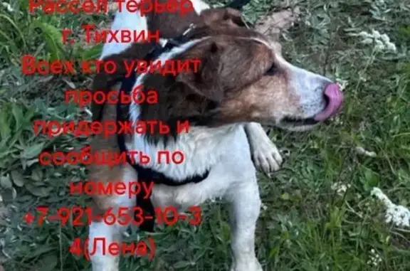 Пропала собака, Тихвин, Ленобласть