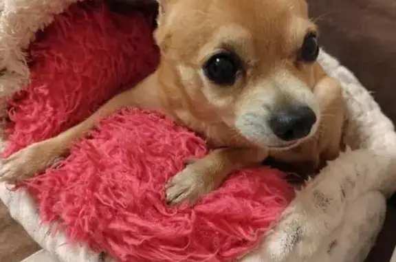 Пропала чихуахуа: 4-й Краснофлотский, 3