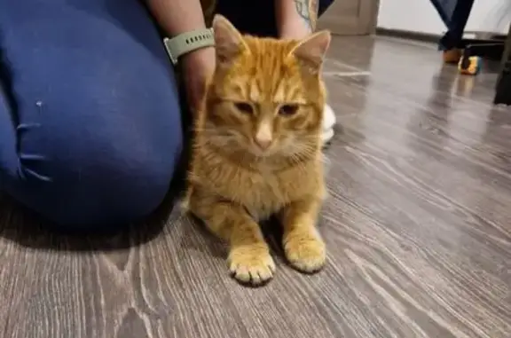 Найдена кошка, Мытищи, фото: Кошка найдена: 3-я Крестьянская, Мытищи