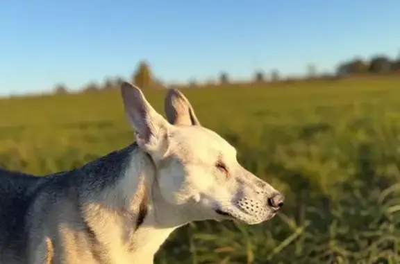 Серый похож на лайку. Совсем слепой. Нет глаз. Дружелюбный. Без ошейника. Лает если страшно. Может запрыгнуть в машину. Для людей совсем не опасен