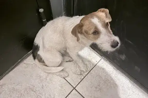 Собака найдена: Трамвайная ул,...