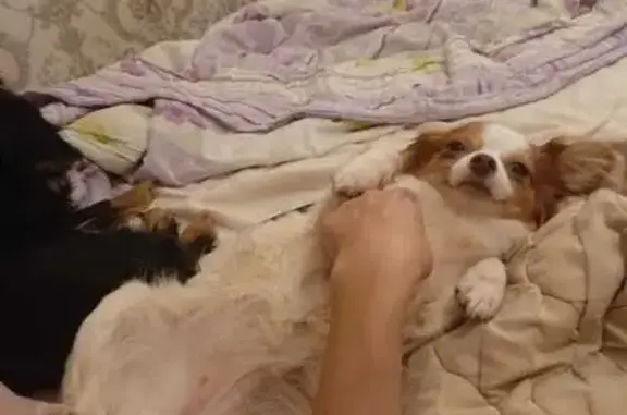 Пропала чихуахуа в Еганово, МО