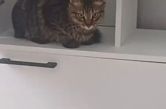 Пропала кошка, Старомасловская, 100