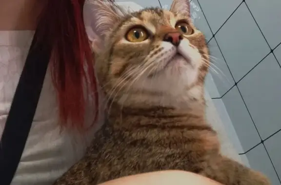 Пропала кошка, Почтовый пер., 44, Каменоломни