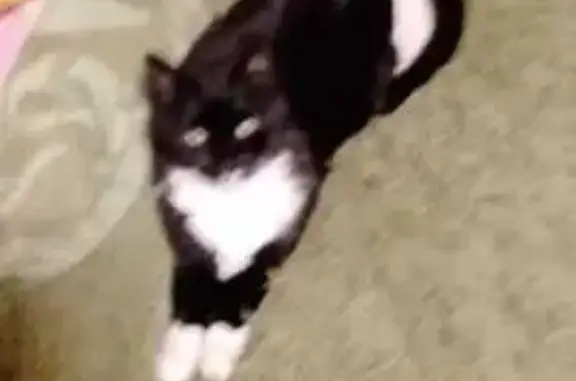 Кошка найдена, Центр. ул., 12,...