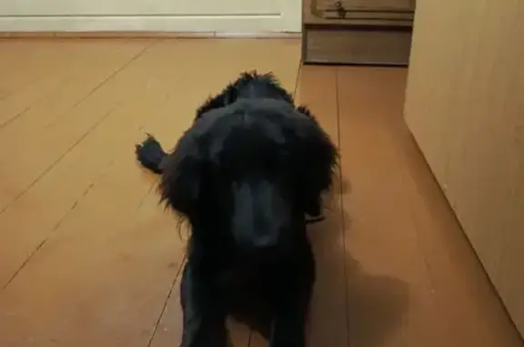 Пропала собака, ул. Касьянова, 4Б, НН